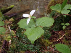 Trillium ovatum ovatum