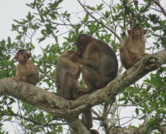 Macaca nemestrina