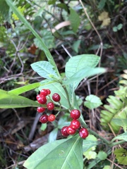 Psychotria tenuifolia