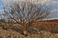 Commiphora virgata