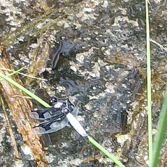 Palpopleura portia