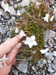 Wahlenbergia albomarginata