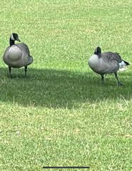 Branta canadensis