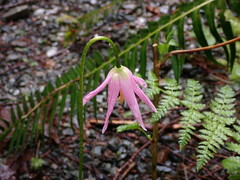 Erythronium revolutum