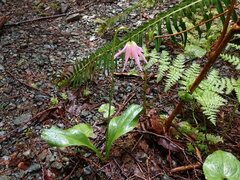 Erythronium revolutum