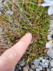 Wahlenbergia albomarginata