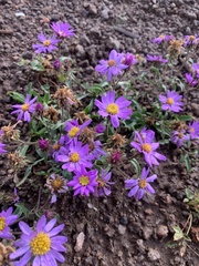 Dieteria bigelovii