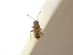 Nysius huttoni