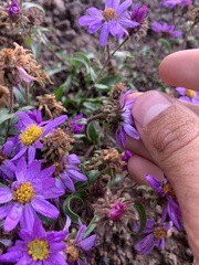 Dieteria bigelovii