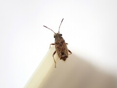 Nysius huttoni