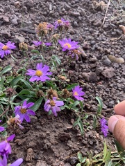 Dieteria bigelovii