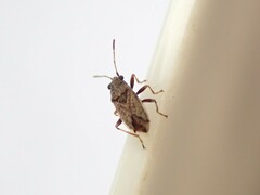Nysius huttoni
