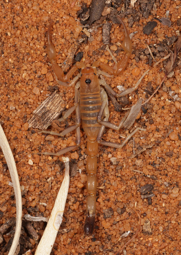 Teruelius olgae