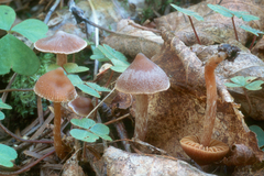 Cortinarius obtusus