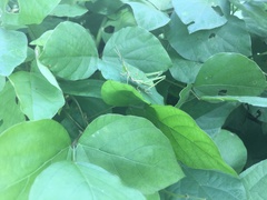 Sphenarium purpurascens