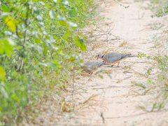 Streptopelia vinacea