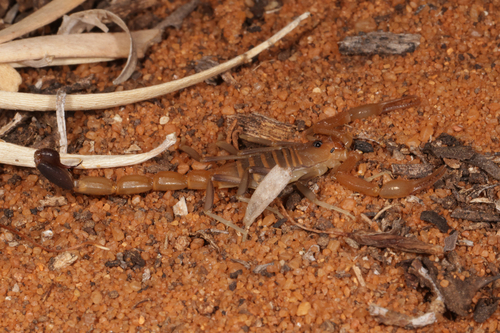 Teruelius olgae