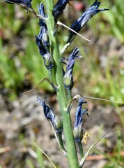 Camassia leichtlinii