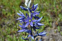 Camassia leichtlinii