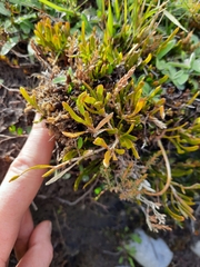Carmichaelia corrugata