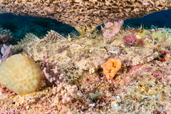 Papilloculiceps longiceps