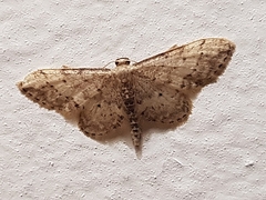 Idaea efflorata