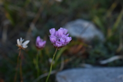 Armeria cantabrica