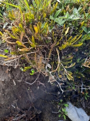 Carmichaelia corrugata