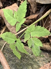 Angelica triquinata