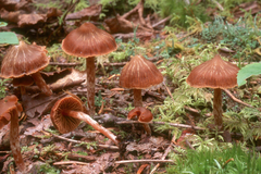 Cortinarius scoticus