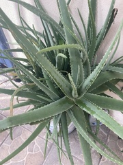 Aloe vera
