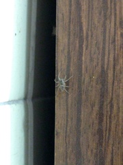 Saitis variegatus