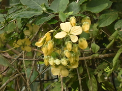 Cassiinae
