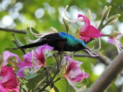 Cinnyris erythrocercus