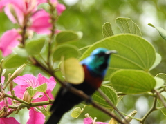 Cinnyris erythrocercus