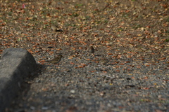 Zonotrichia atricapilla