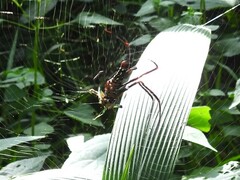 Nephila constricta