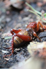 Cratomelus armatus