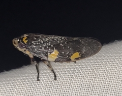 Ptyelus grossus