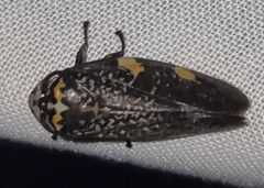 Ptyelus grossus