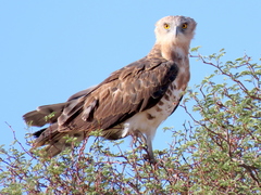 Circaetus pectoralis