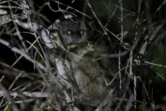 Lepilemur petteri