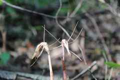 Arachnitis uniflora
