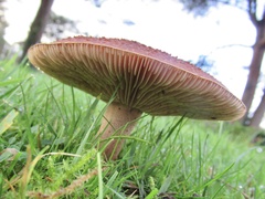 Tricholomopsis rutilans