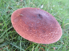 Tricholomopsis rutilans