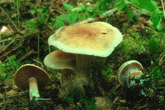 Cortinarius malachius