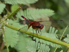 Erythrodiplax fervida