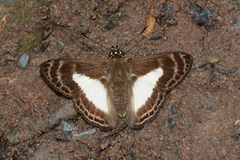 Sophista aristoteles