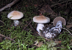 Cortinarius malachius
