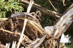 Trachylepis
